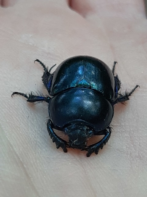 Trypocopris vernalis - tavaszi álganéjtúró