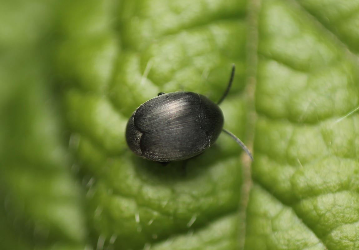 Spermophagus