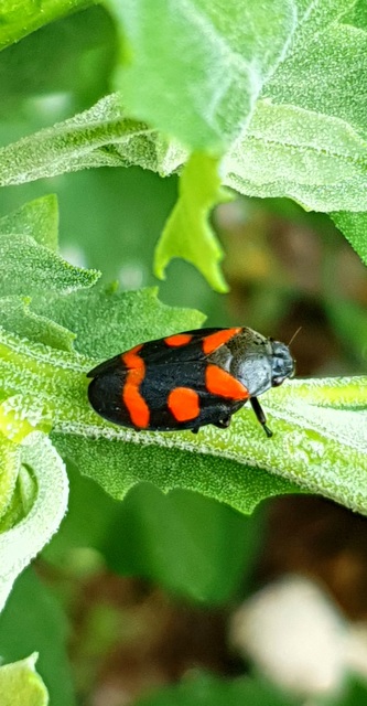 Cercopis sanguinolenta