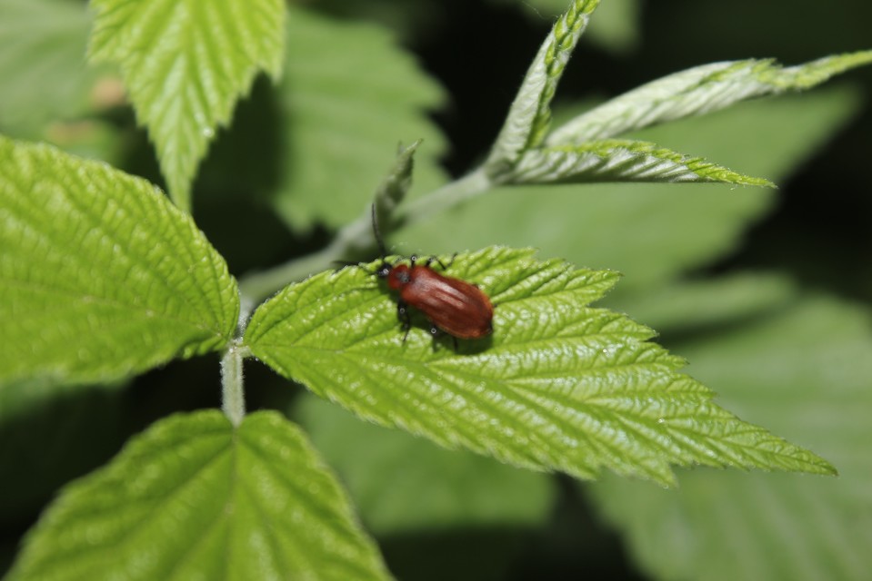 Schizotus pectinicornis - kis bíborbogár