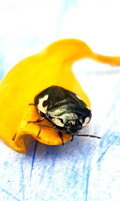 Tritomegas bicolor - foltos földipoloska