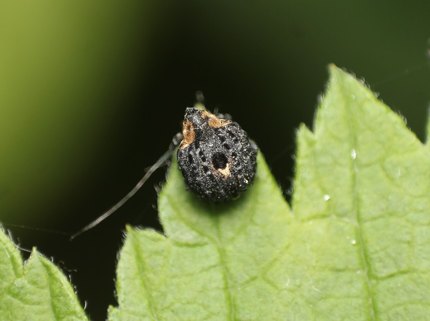 Cionus scrophulariae - görvélyfű-gömbormányos
