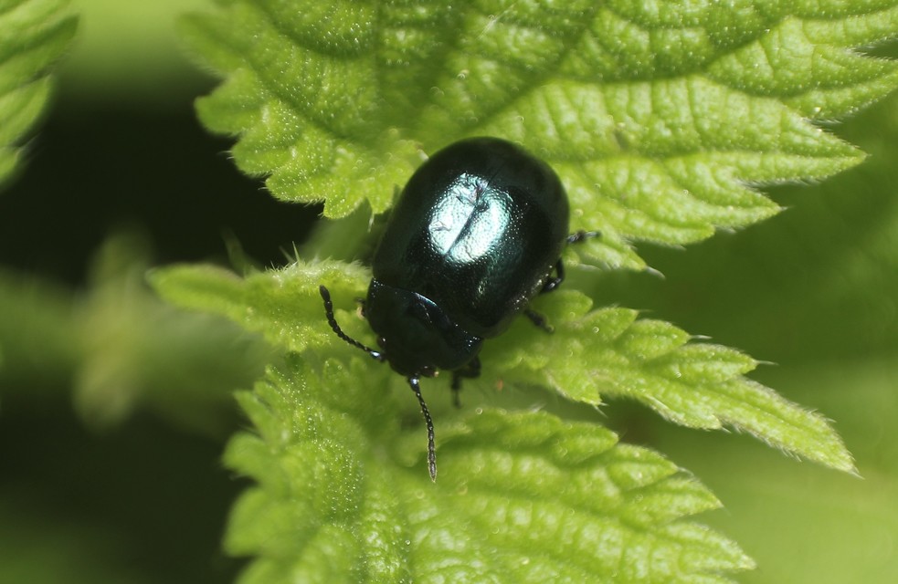 Chrysolina varians - kis orbáncfűlevelész
