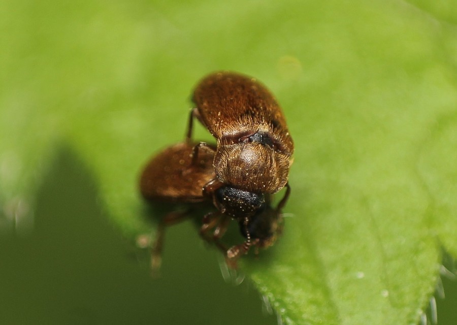 Byturus ochraceus - gyömbérgyökérbogár