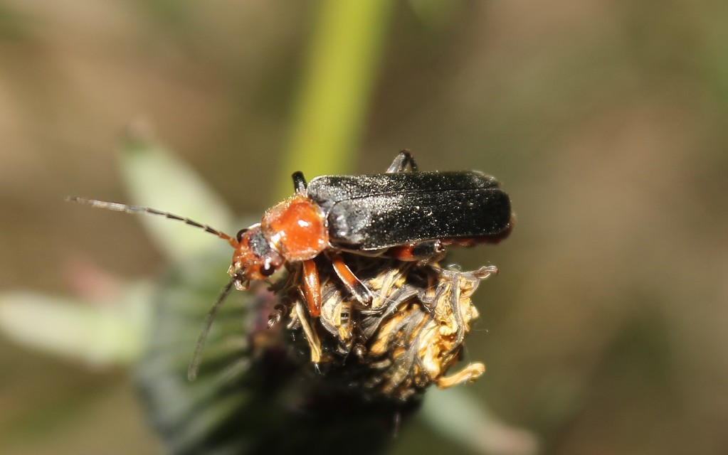 Cantharis livida - mezei lágybogár