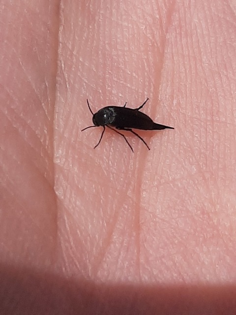 Mordellidae - marókafélék