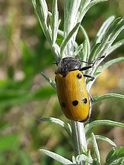 Lachnaia sexpunctata - szőrösnyakú zsákhordóbogár