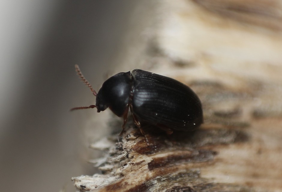 Xyletinus