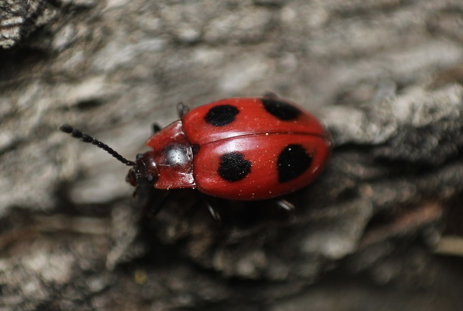 Endomychus coccineus - négypettyes álböde
