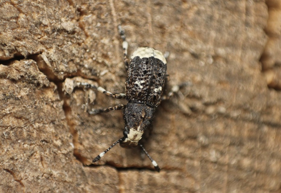 Platystomos albinus - nagybajuszú orrosbogár
