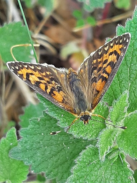 Melitaea trivia - kis tarkalepke