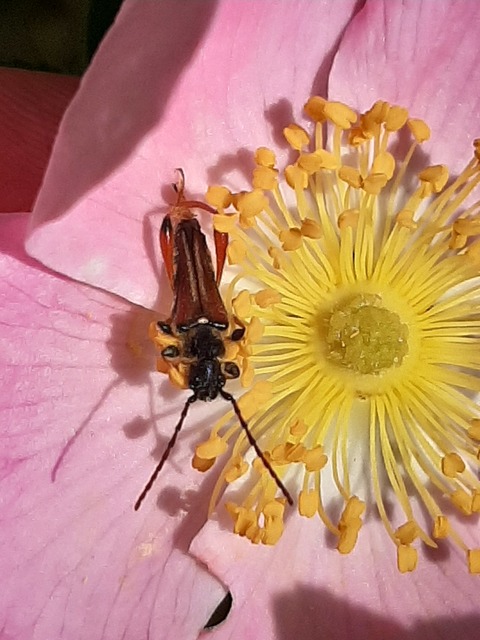 Stenopterus rufus - tarkacsápú keskenyfedőscincér