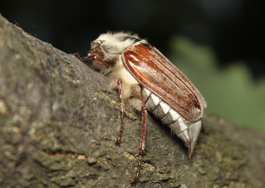 Melolontha pectoralis - hamvas cserebogár