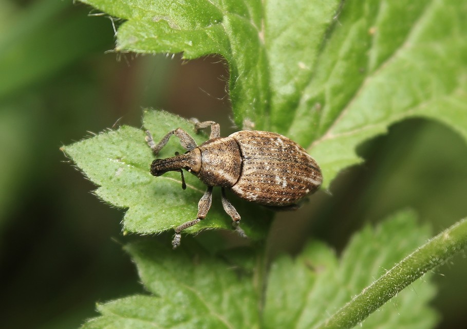 Lepyrus capucinus - pettyes fűzormányos