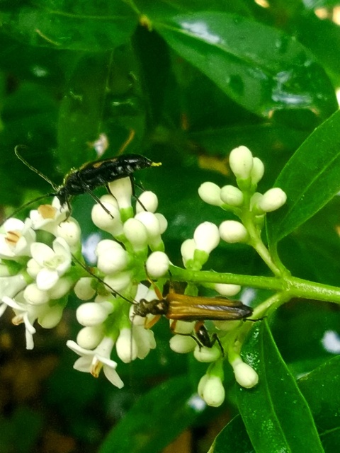 Oedemera podagrariae - székfű-álcincér