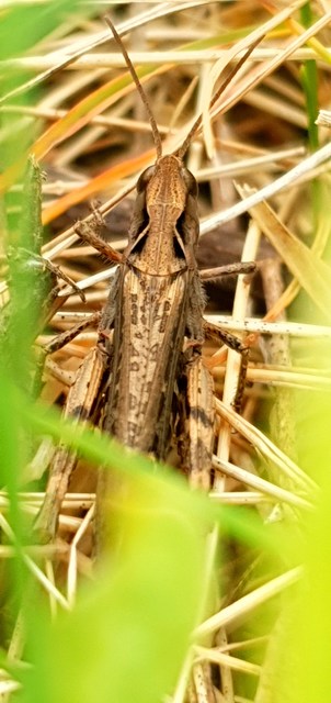 Chorthippus (Glyptobothrus) (subgenus)
