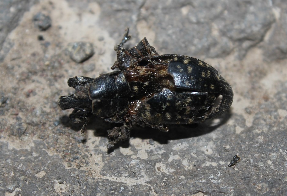 Liparus