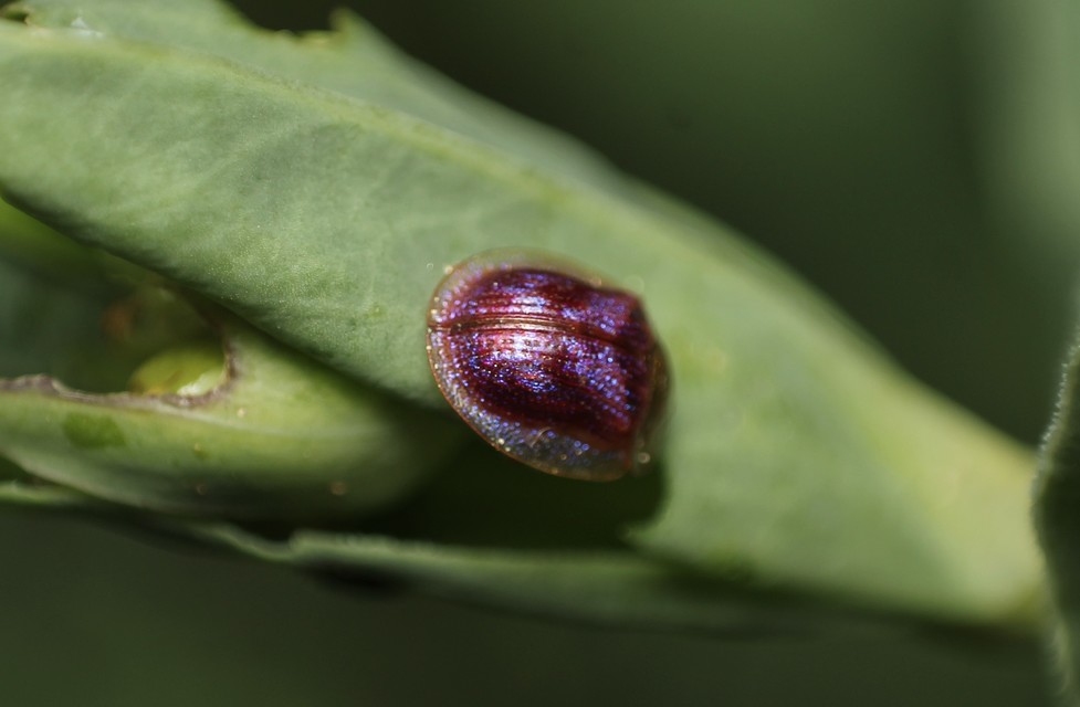 Cassida azurea - ezüstfényű pajzsbogár