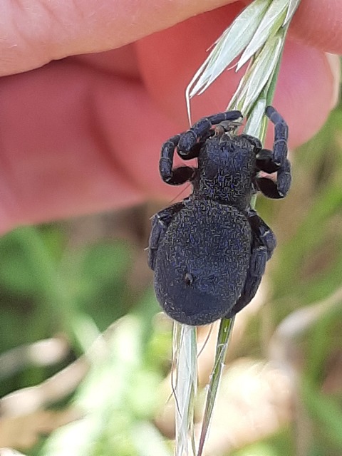 Eresus Eresus