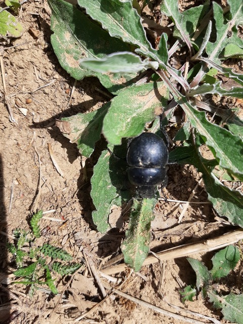 Lethrus apterus - nagyfejű csajkó