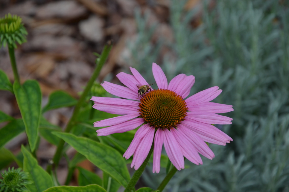 Eristalis tenax - közönséges herelégy