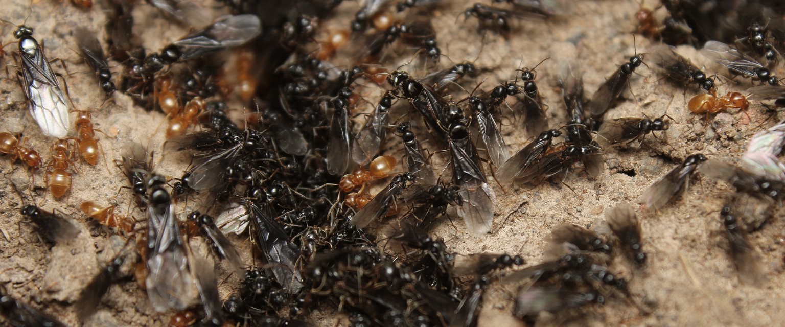 Lasius