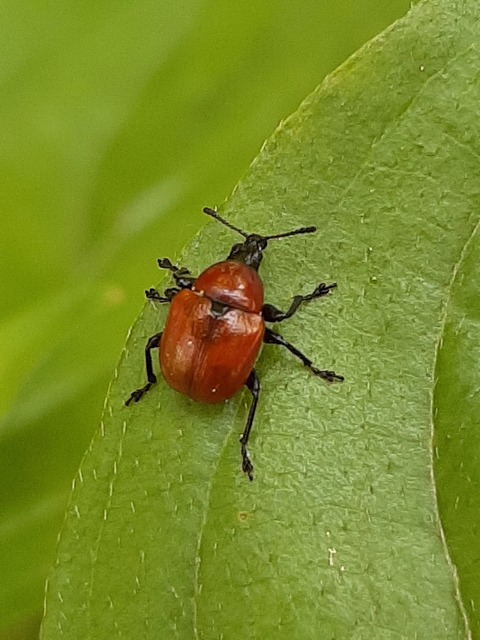 Attelabus nitens - tölgy-levélsodró
