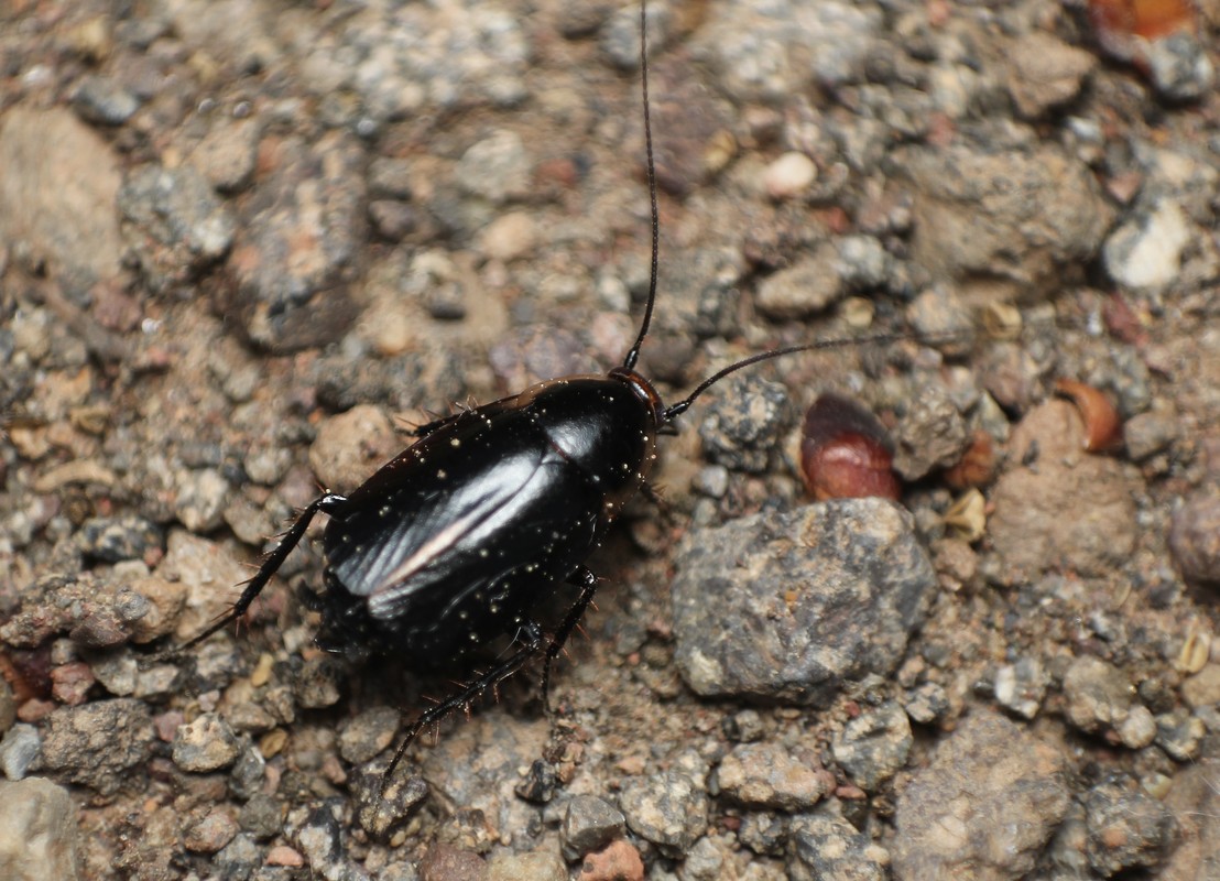 Phyllodromica latipennis - szélesszárnyú avarcsótány