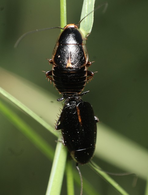Phyllodromica latipennis - szélesszárnyú avarcsótány
