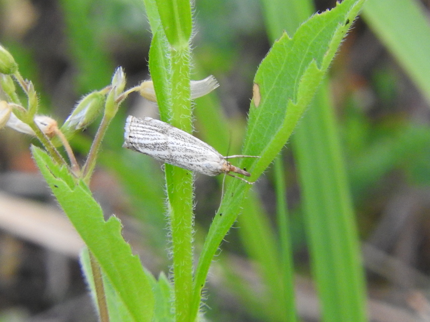 Thisanotia chrysonuchella - tavaszi fűgyökérmoly