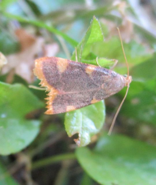 Hypsopygia costalis - szénailonca