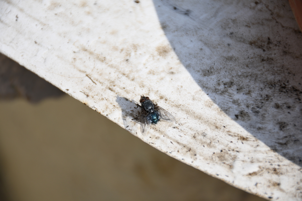 Calliphora