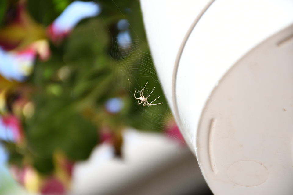 Tetragnatha