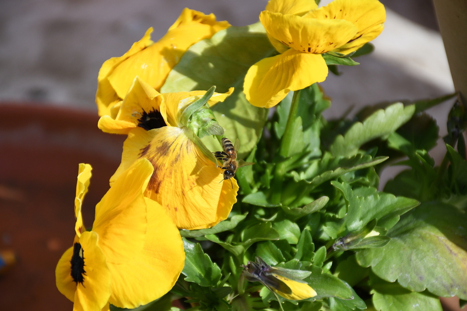 Apis mellifera - háziméh