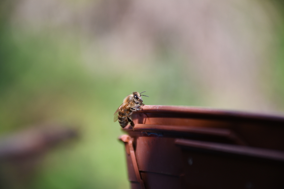 Apis mellifera - háziméh