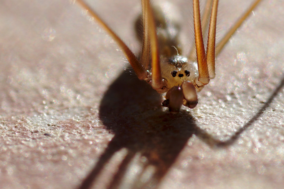 Pholcus phalangioides - nagy álkaszáspók