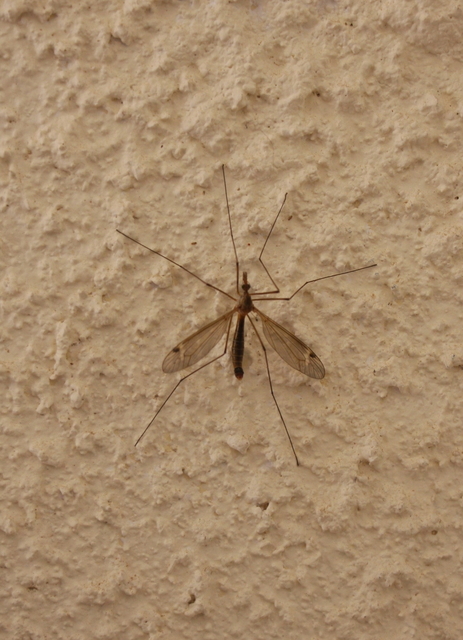 Tipula