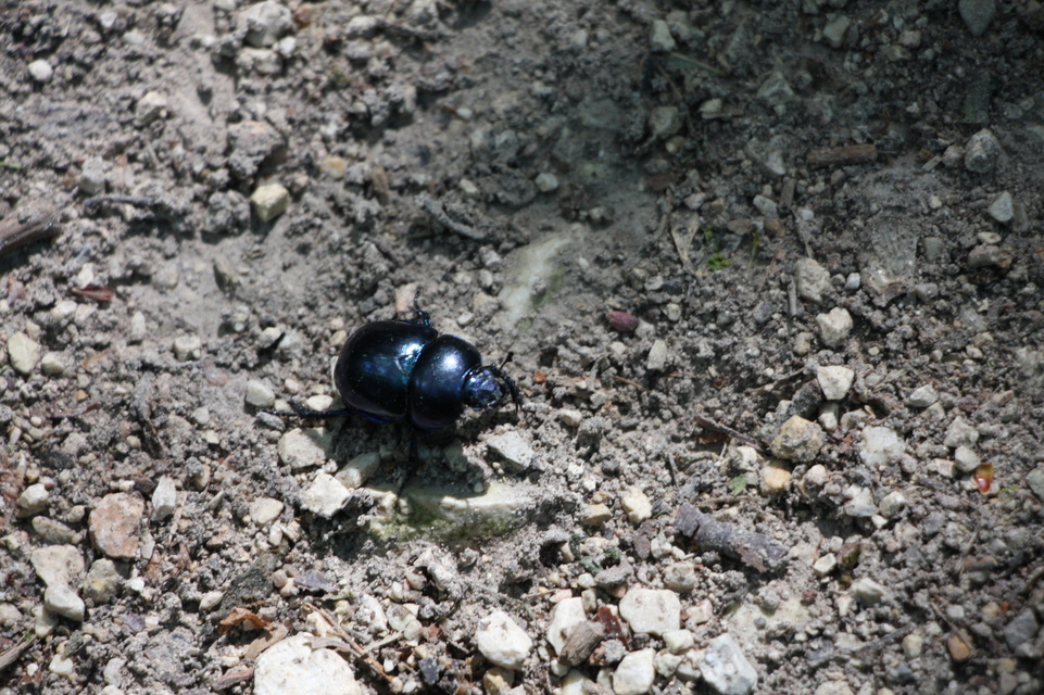 Trypocopris vernalis - tavaszi álganéjtúró