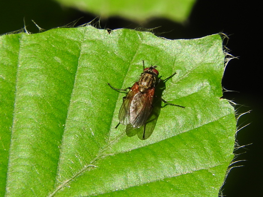 Muscidae - igazi legyek