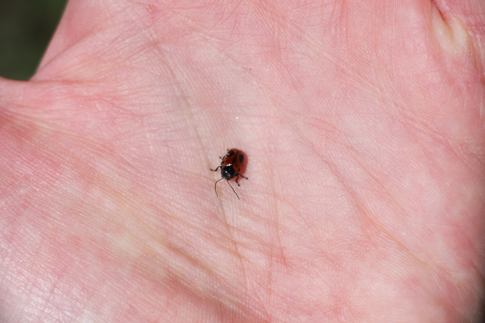 Cryptocephalus bipunctatus - kétpettyes zömökbogár