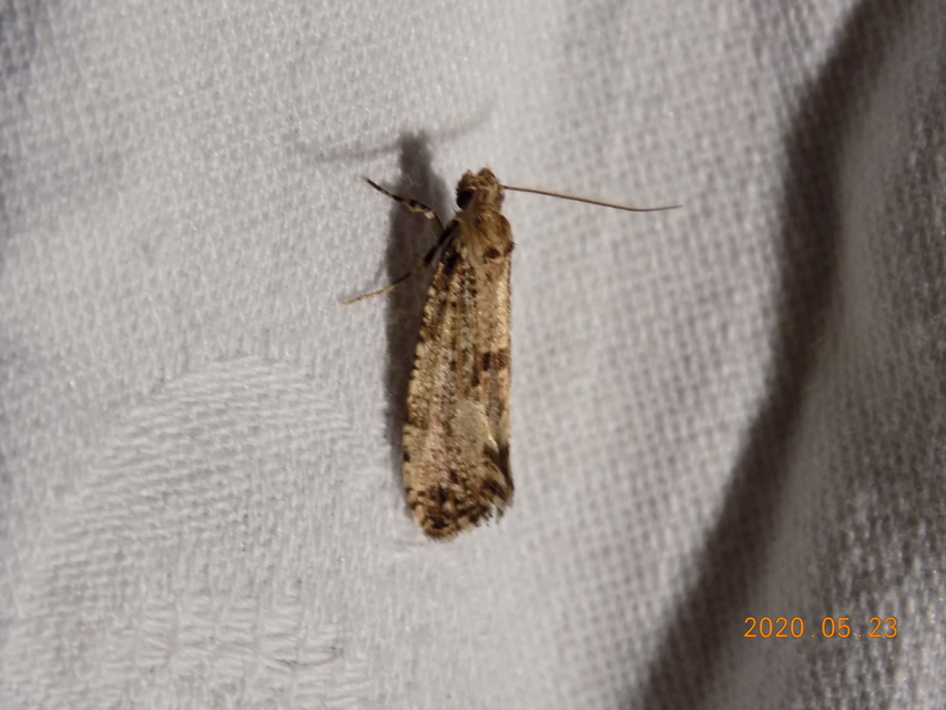Morophaga choragella - közönséges óriásmoly