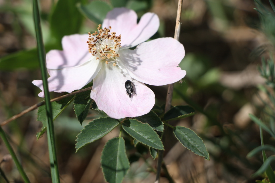 Mordellidae - marókafélék