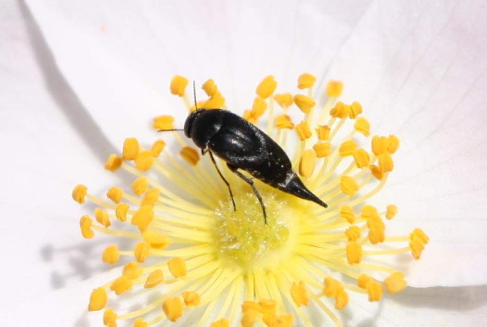 Mordellidae - marókafélék