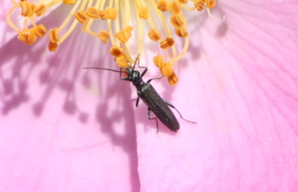 Oedemera