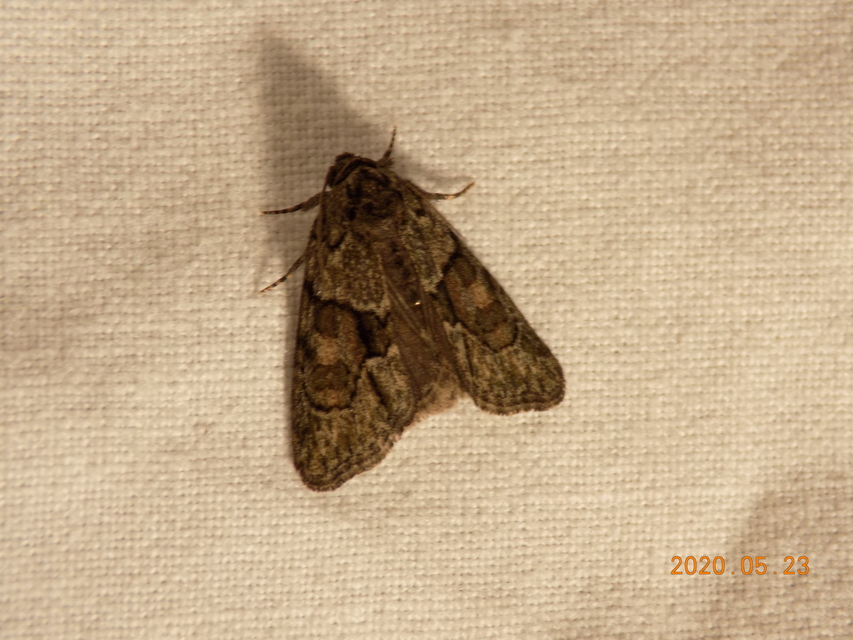 Cryphia fraudatricula - homoki zuzmóbagoly