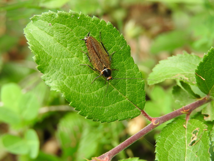 Ectobius erythronotus - sárgatorú erdeicsótány