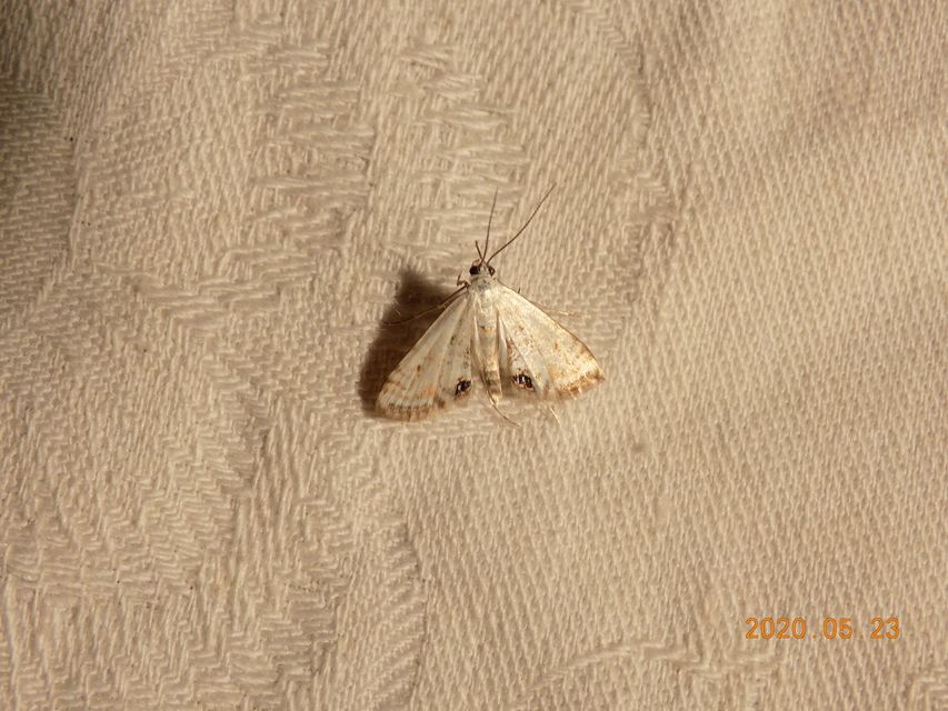 Cataclysta lemnata - békalencsemoly