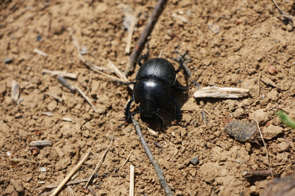 Lethrus apterus - nagyfejű csajkó