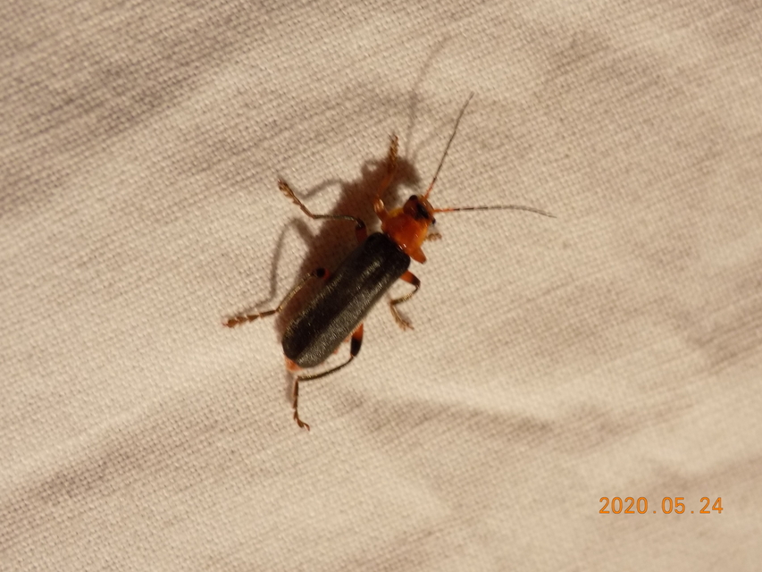 Cantharis livida - mezei lágybogár
