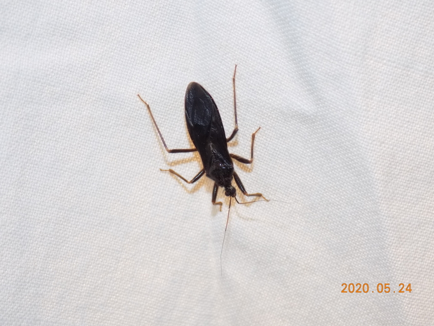Reduvius personatus - szemetes zugpoloska